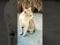 Biraler Dak Amar Pusi 0k9 Family Shorts Video