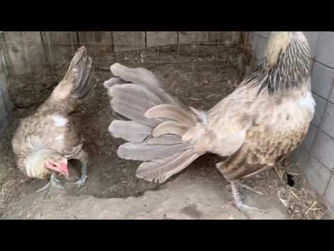 Chocolate 🍫 Henny Brood Pair....NFS