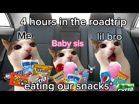 Roadtrip but CATS!🐱 Ep.#1