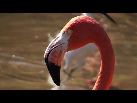 download lagu mp3 mp4 Flamingo Rosa, download lagu Flamingo Rosa gratis, unduh video klip Flamingo Rosa