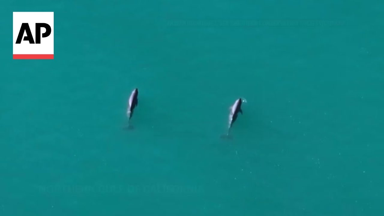 Scientists spot vaquita calves in Mexico, world’s rarest marine mammal