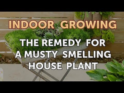 How to Regrow a Broken Aloe Leaf