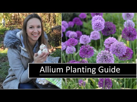 , title : 'Allium Planting Guide // How to Plant, Grow, and Care for Allium Flowers // Northlawn Flower Farm'