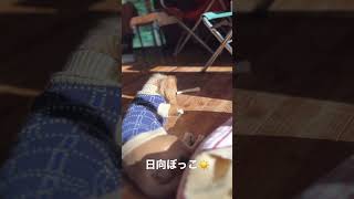 引っ越しもほぼ終わり今日は日向ぼっこでも... #shorts