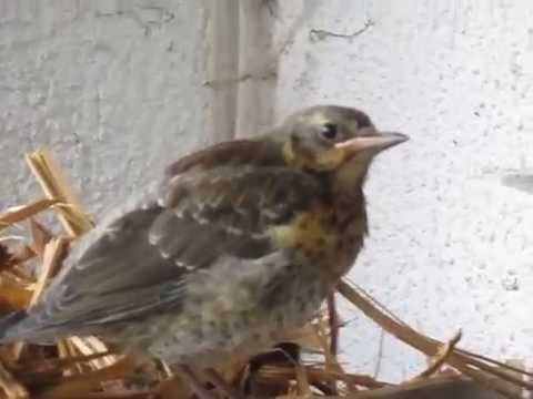 Drossel Laila im Freiflug zum Quantensprung
