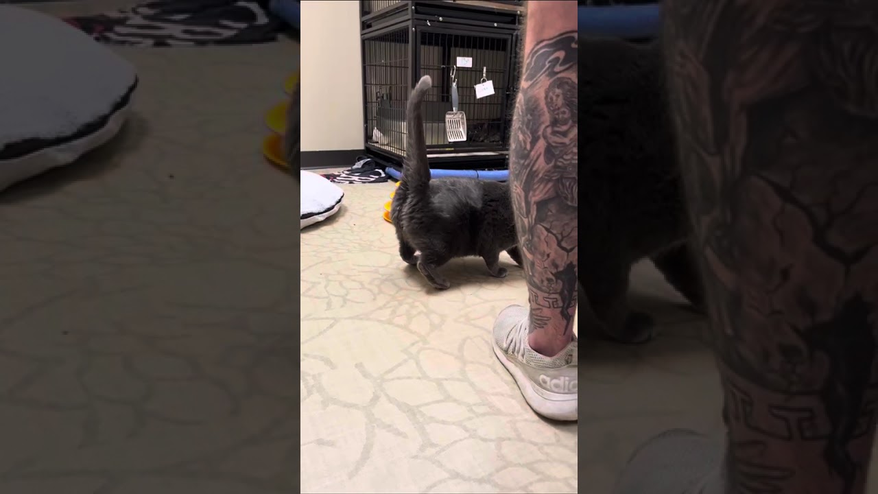 Enlarge Milkdud, a Adoptable Domestic Short Hair in Medina, OH video 5/5