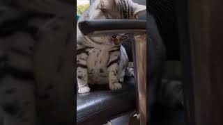 #ねこ #猫#cat