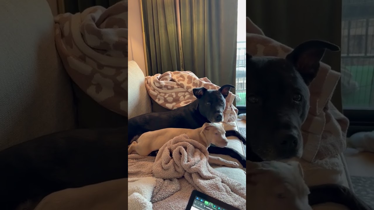 Enlarge MARGO, a Adoptable mixed breed in Columbus , OH video 5/5