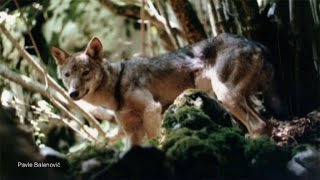 In the Wild among Wolves  (Velebit)
