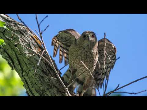 Wildlife --Coopers Hawks