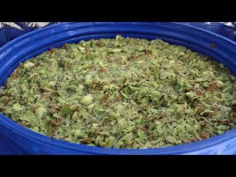 Distillation des kiwis pour fabriquer l'eau-de-kiwi (spiritueux)