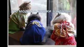 Кимоно для кошек. Модный ТРЕНД 2015\Kimonos for cats. Fashion trend of 2015