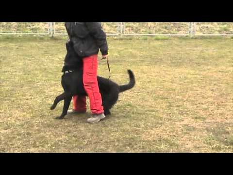 Ackey Levemar - obedience 9,5 months