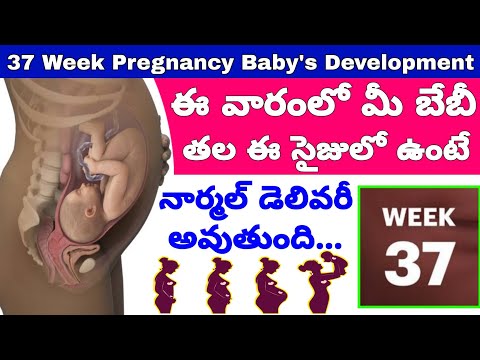 గర్భం 37వ వారం | 37th Week of Pregnancy Symptoms Changes & Baby Development | 37th Week of Pregnancy