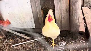 The hens finally get outside again.