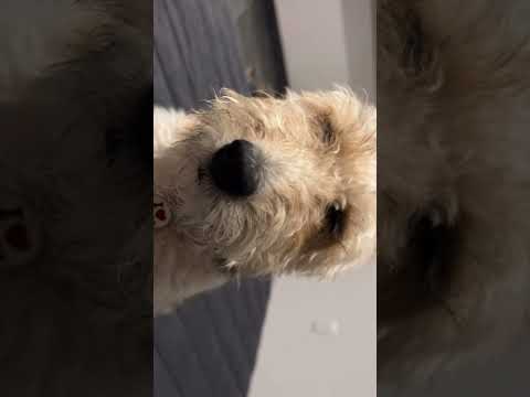 Maye por doquier #foxterrier #familiacolombomexicana