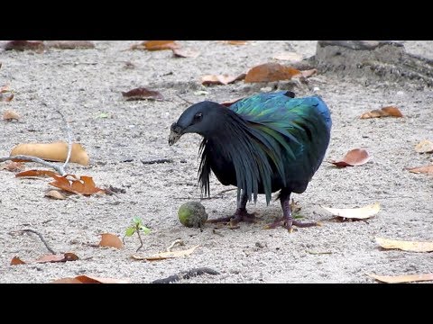 Nicobar pigeon Caloenas nicobarica