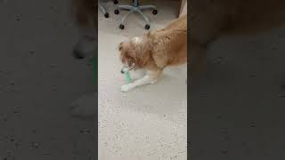 Video preview image #1 Australian Shepherd-Great Pyrenees Mix Puppy For Sale in York, SC, USA