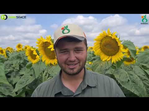 Sensako SY 3970 CL - Mick wys ons sy premie sonneblom.