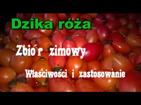 Ozonoterapia opinii wypadanie włosów Brzoskwinia witaminy olej i włosy