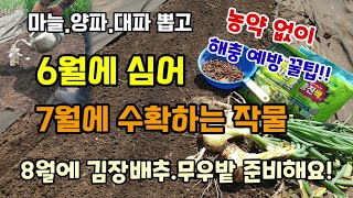 양파.마늘 뽑은자리에 6월에 심어 7월에 수확하는 작물 밑거름과 농약 없이 이것을 뿌려요.