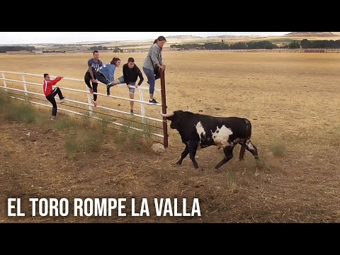 El Toro Rompe la Valla y se Escapa