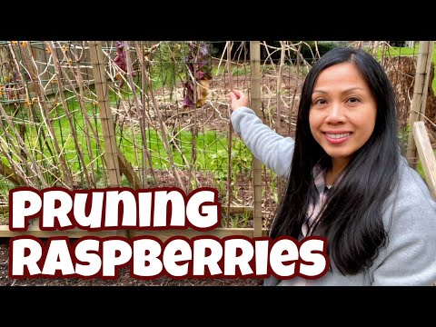 How and When To Prune Raspberries (Summer Bearing)