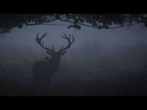 Gloomy Mix - Rain drop (Bambi - Little April Shower)