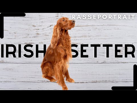 IRISH Setter - Geschichte, Charakter & Haltung  [Rassecheck]