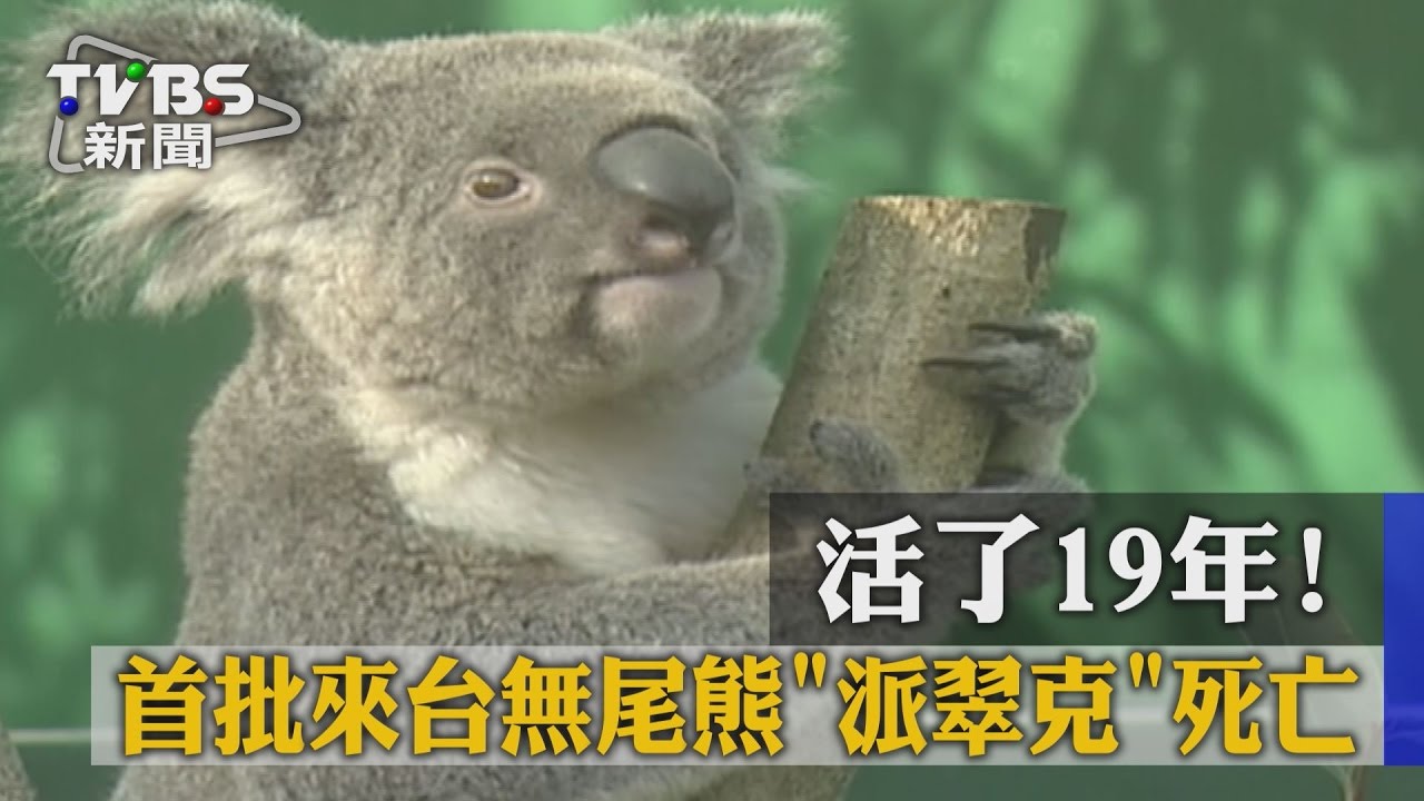 高齡19歲!派翠克自然老化死亡 保育員好不捨