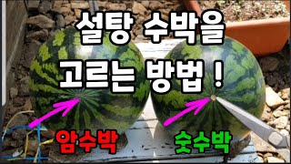 수박 고를때 일곱가지 보고 고르시면 설탕 수박 입니다! #수박고르는방법 #설탕수박고르는법 #수박고르기 #맛있…