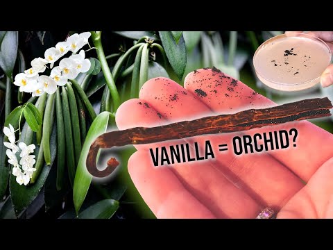 I Micro-Propagated 1000 Vanilla Seeds & Grew White Orchids | Weird Nature | growithjessie