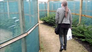 preview picture of video 'Lost in a Maze - NEW Gretna Green Courtship Maze in Scotland'