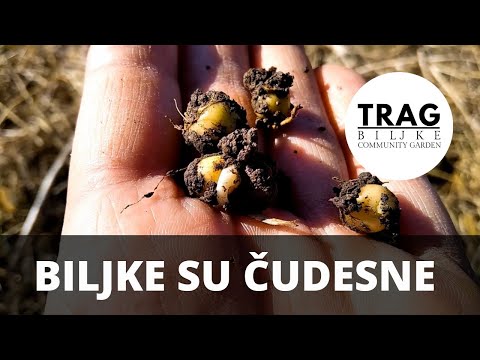 BILJKE SU ČUDESNE (2021) [TRAG BILJKE]