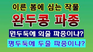 [텃밭농부. 1,351]  이른봄에 심는 완두콩 파종하는 방법. 원두둑 외줄심기 #완두콩재배