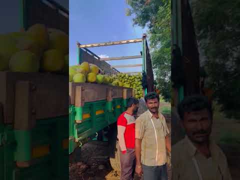 A grade whole green tender coconut