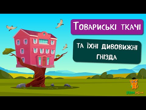 🍀 Дива природи. Явища навколо нас. Магалі-снувальник — товариський ткач 🌏