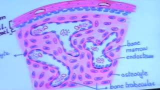 Dr.Gehan Data show 21-4