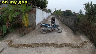 Giant Snake Crossing the Road Threatening People || Giant King Cobra Hunter
