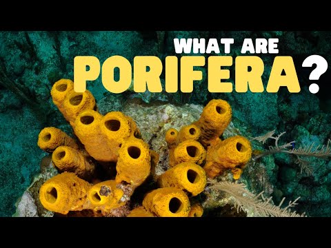 What Are Porifera? | Learn all about sea sponges
