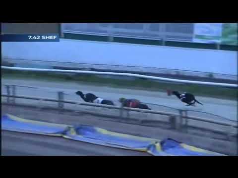 2018 BGBF Puppy Cup Heat 3 - Roxhill Mystique