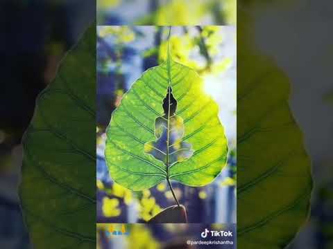 Nidukanne yali wadinu mane !!