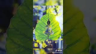 Download lagu Nidukanne yali wadinu mane !! mp3