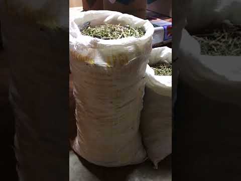 El te de Moronel planta milagrosa .