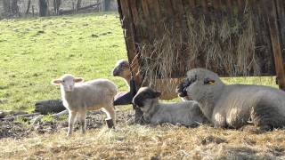 Zufriedene und glückliche Schafe entdeckt bei unserer Philosophischen Bildwanderung Traumschleife Köhlerpfad am Steinbach -Hunsrück