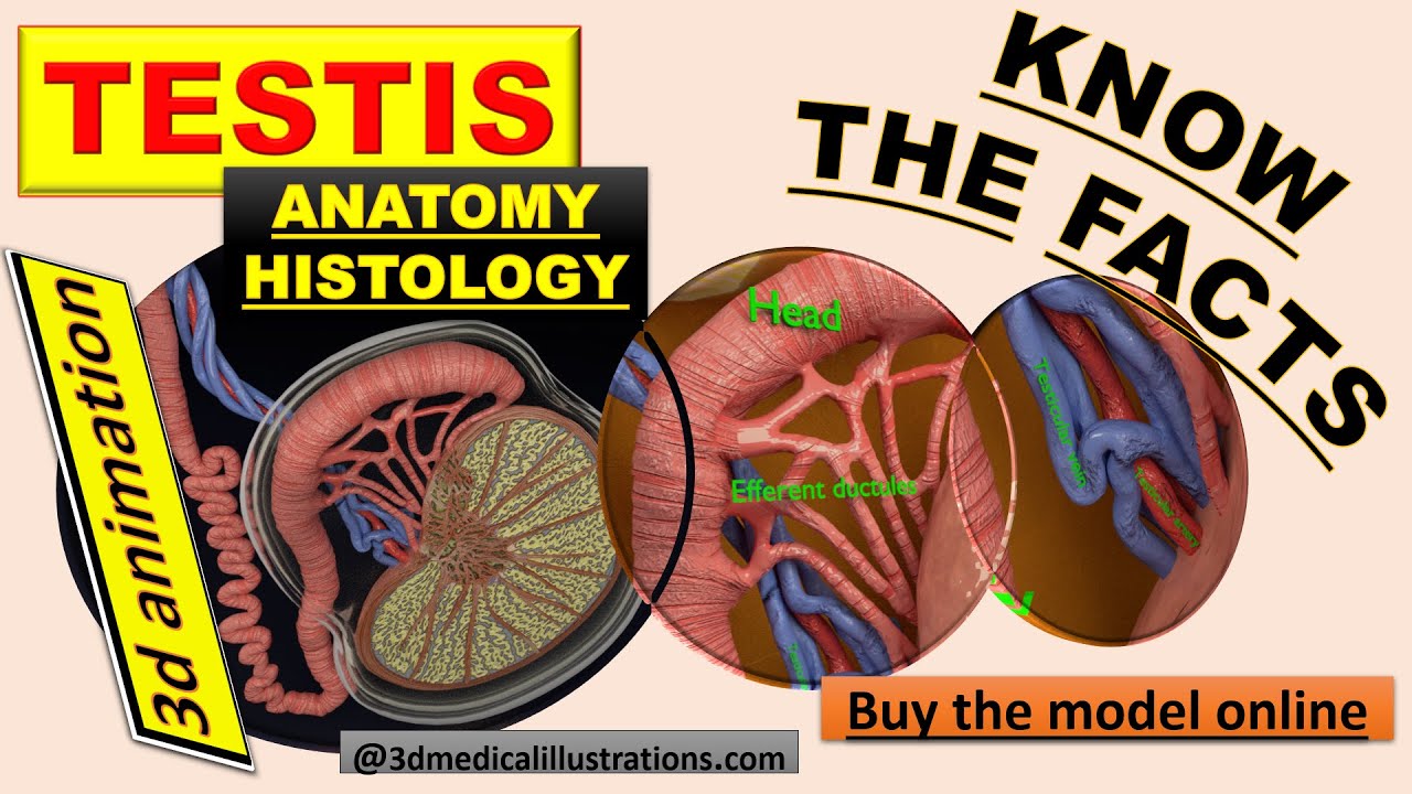3D testis anatomy histology model 3D Model