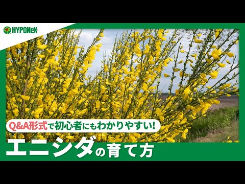 園芸 庭に関するよくある質問