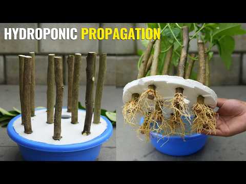 Successfully Rooting Lemon Tree From Cuttings - A Beginner's Hydroponic Cutting Guide