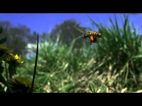 タンポポにミツバチ　高速度ビデオ