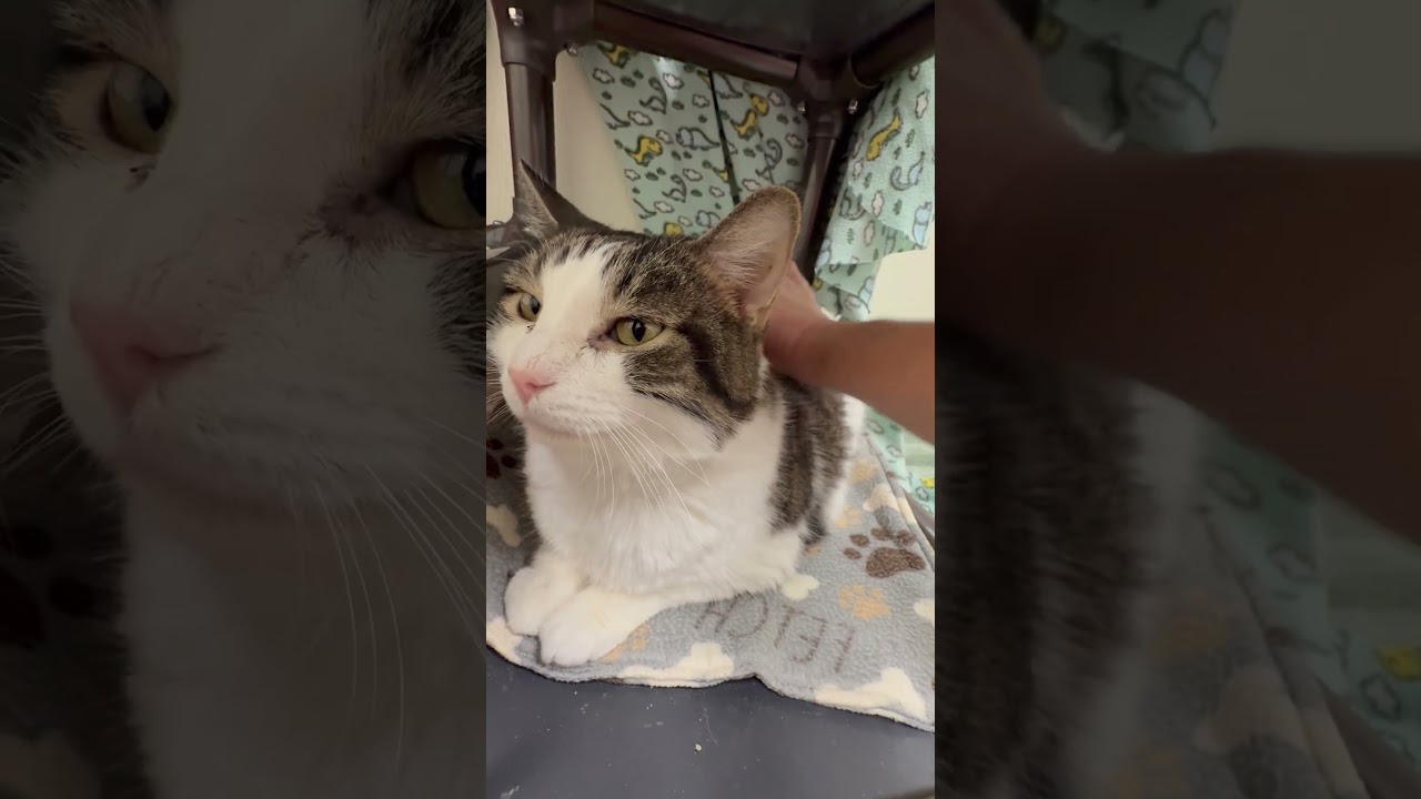 Enlarge Moon, a Adoptable Domestic Short Hair in Oshkosh, WI video 6/6